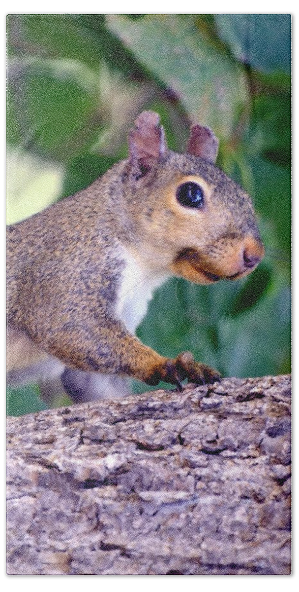 Squirrel Bath Towel featuring the photograph Portrait Of A Squirrel by Deena Stoddard