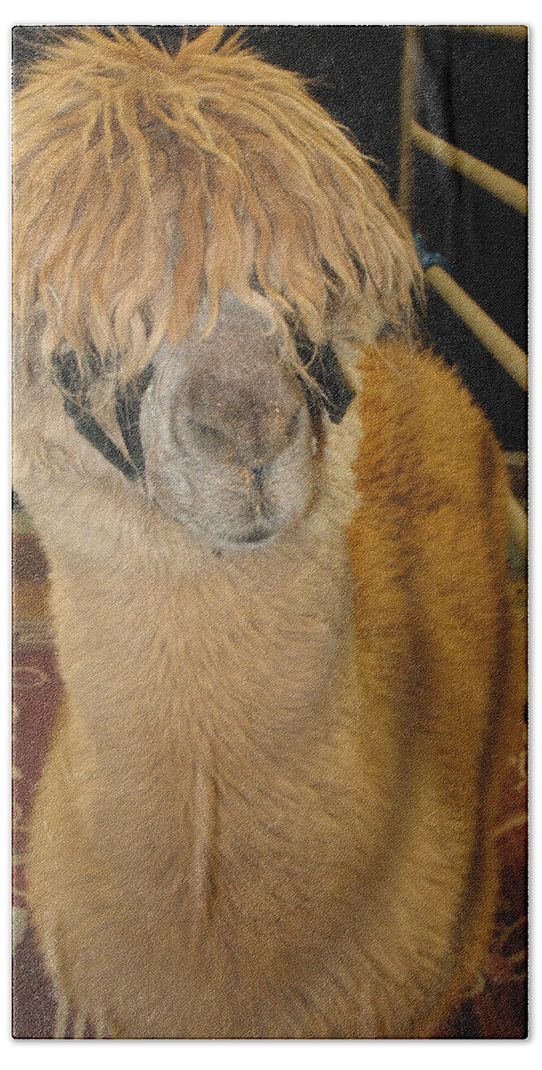 Charming Bath Towel featuring the photograph Portrait of an Alpaca by Connie Fox