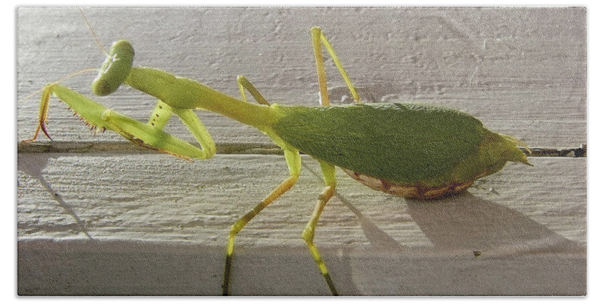 Insect Bath Towel featuring the photograph Praying Mantis by Jola Martysz