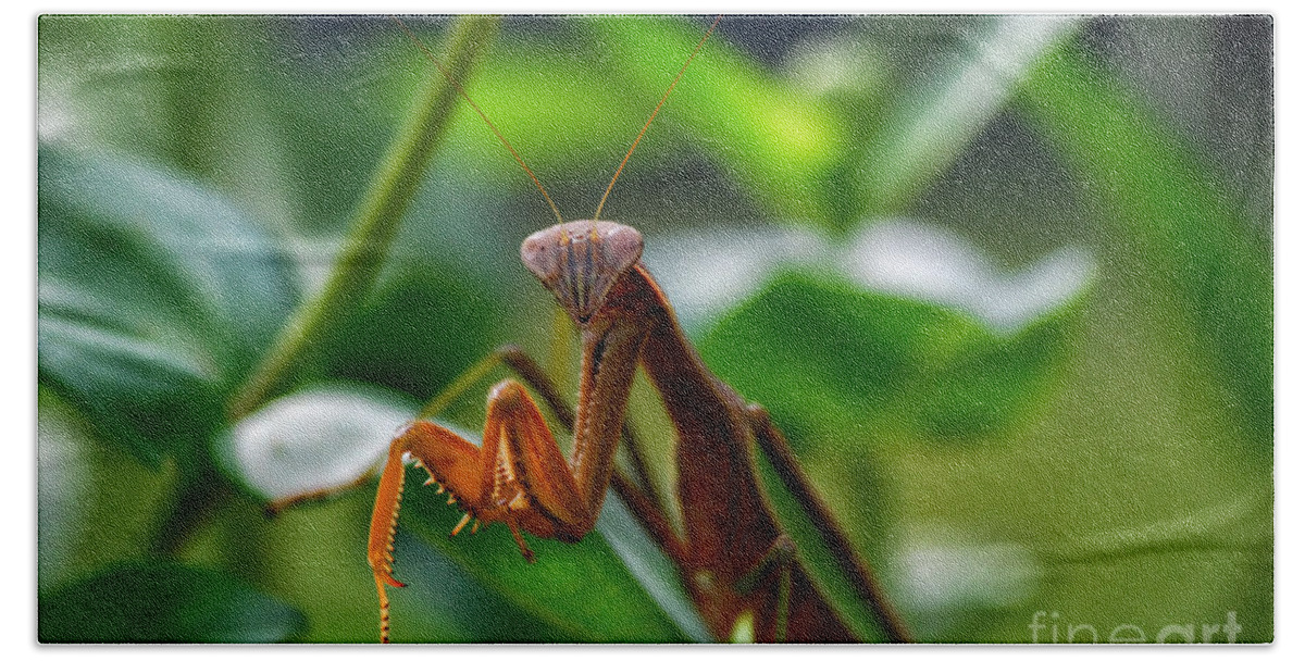 Animals Hand Towel featuring the photograph Praying Mantis by Thomas Woolworth