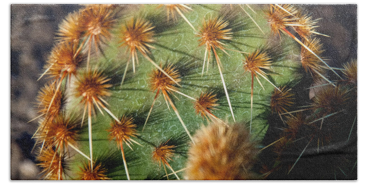 Prickly Cactus Leaf Photographs Bath Towel featuring the photograph Prickly Cactus Leaf Green Brown Plant Fine Art Photography Print by Jerry Cowart