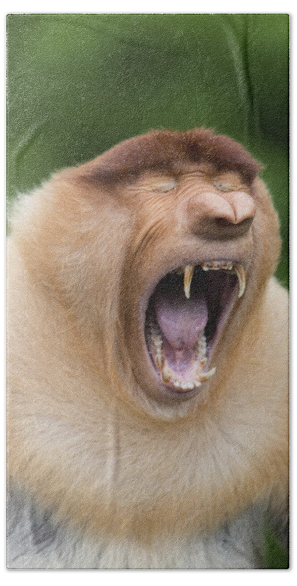 Suzi Eszterhas Bath Towel featuring the photograph Proboscis Monkey Dominant Male Yawning by Suzi Eszterhas