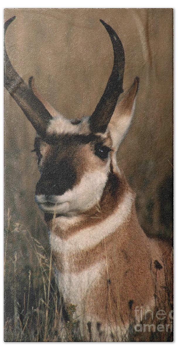 Pronghorn Bath Towel featuring the photograph Pronghorn Antelope by Art Wolfe