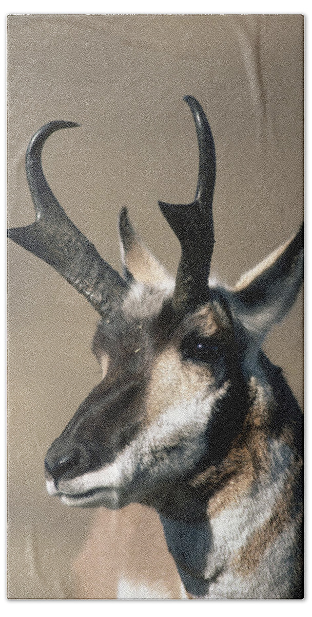 Feb0514 Bath Towel featuring the photograph Pronghorn Antelope In The Fall Montana by Michael Quinton