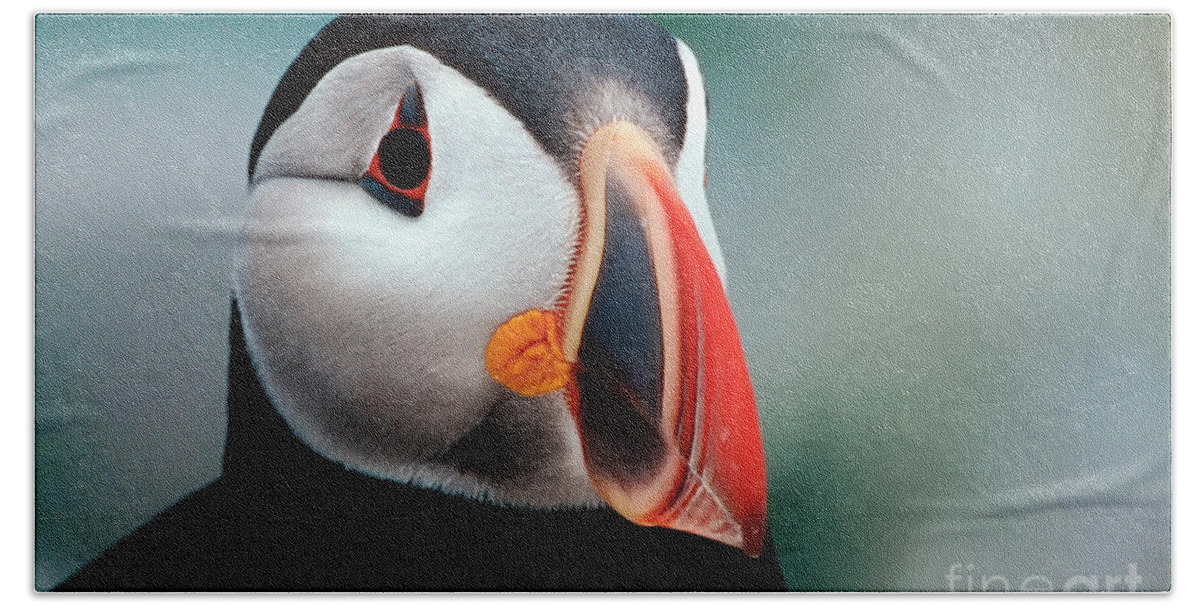 Atlantic Puffin Hand Towel featuring the photograph Puffin Head Shot by Jerry Fornarotto