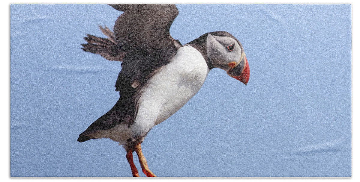 Puffin Bath Towel featuring the photograph Puffin in flight by Grant Glendinning