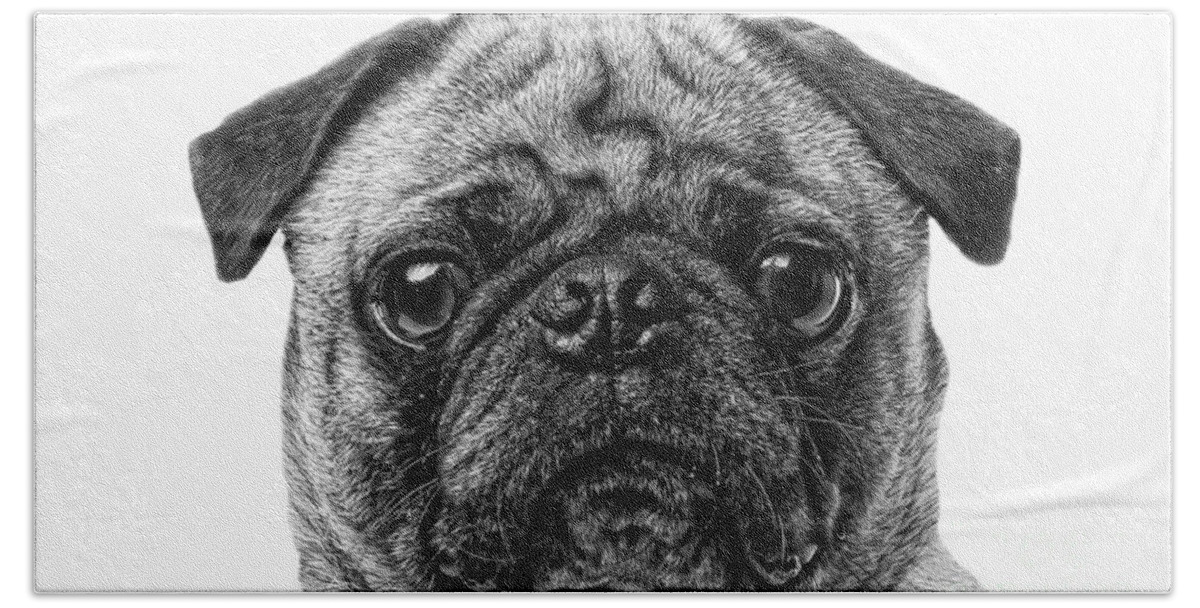 Animal Bath Towel featuring the photograph Pug Dog black and white by Edward Fielding