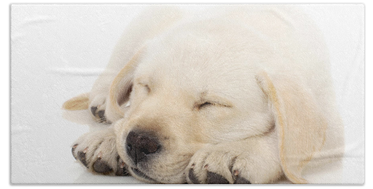Adorable Hand Towel featuring the photograph Puppy sleeping on paws by Johan Swanepoel