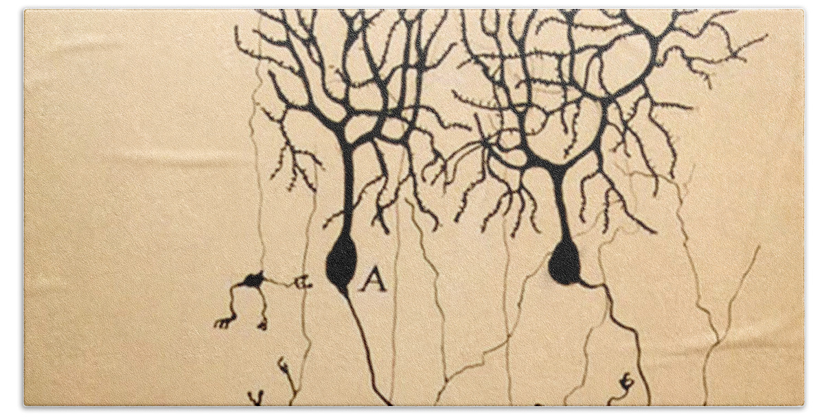 Purkinje Cells Hand Towel featuring the photograph Purkinje Cells by Cajal 1899 by Science Source