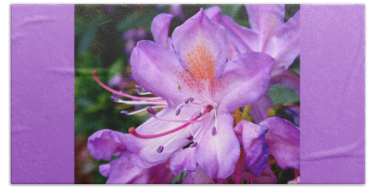 Azaleas Bath Sheet featuring the photograph Purple Azalea by Rona Black