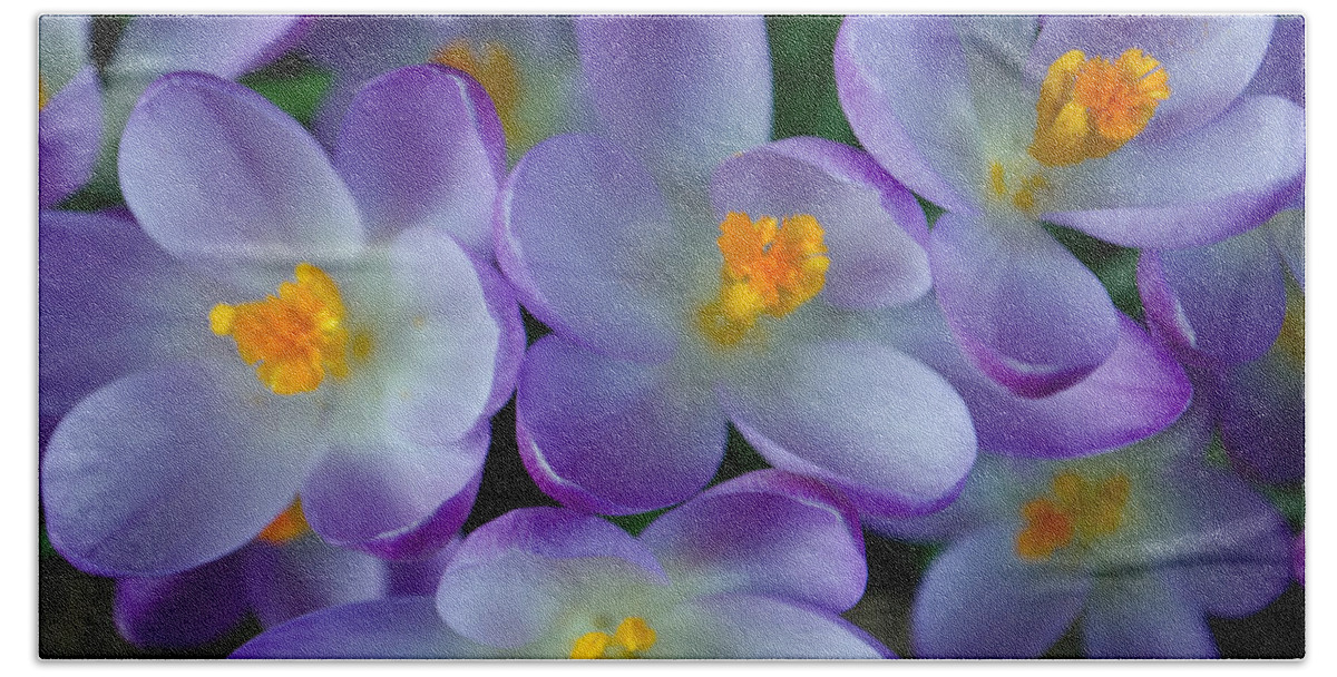 Nature Hand Towel featuring the photograph Purple Crocus Gems by Tikvah's Hope