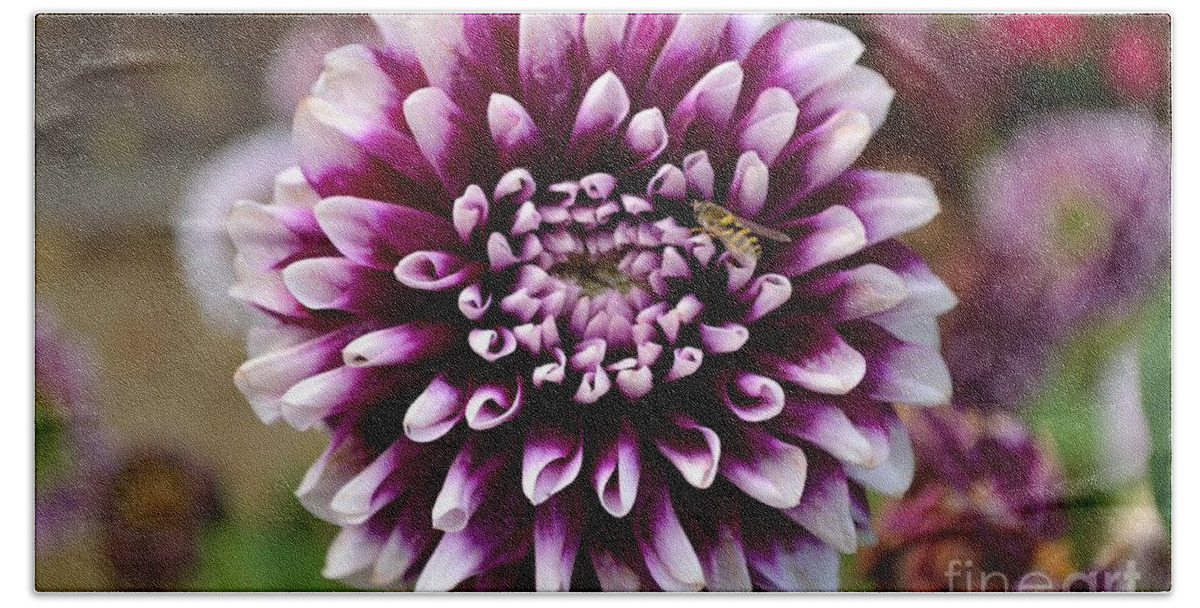 Beauty Hand Towel featuring the photograph Purple Dahlia White Tips by Scott Lyons