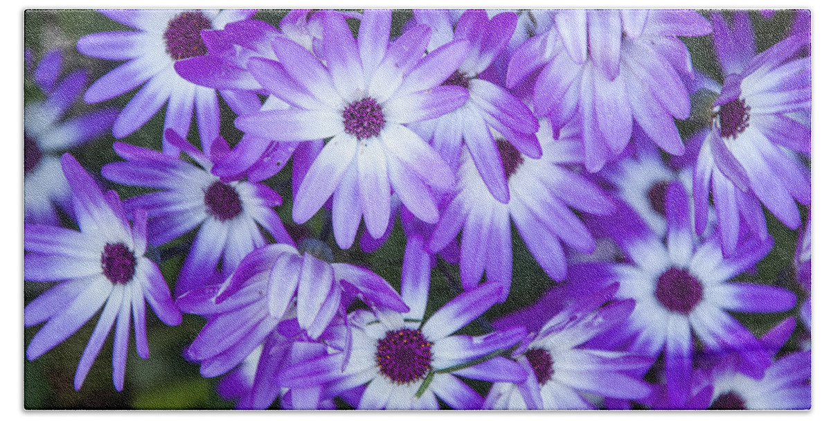 Daisies Bath Towel featuring the photograph Purple Daisies by Cathy Kovarik