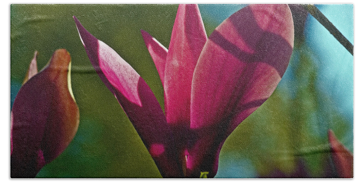 Flowers Hand Towel featuring the photograph Purple magnolia by Howard Stapleton