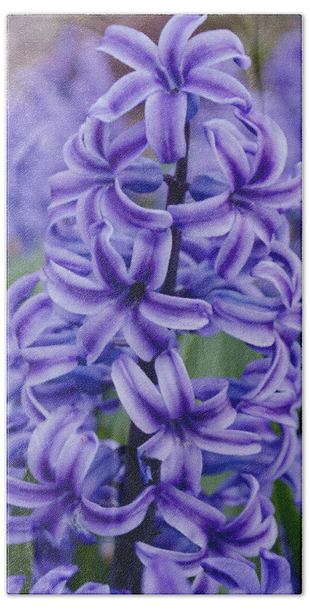 Spring Bath Towel featuring the photograph Purple Hyacinth by Tikvah's Hope