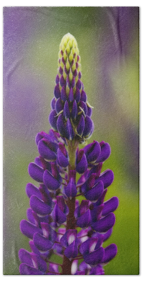 Lupine Bath Towel featuring the photograph Purple Lupine by John Vose