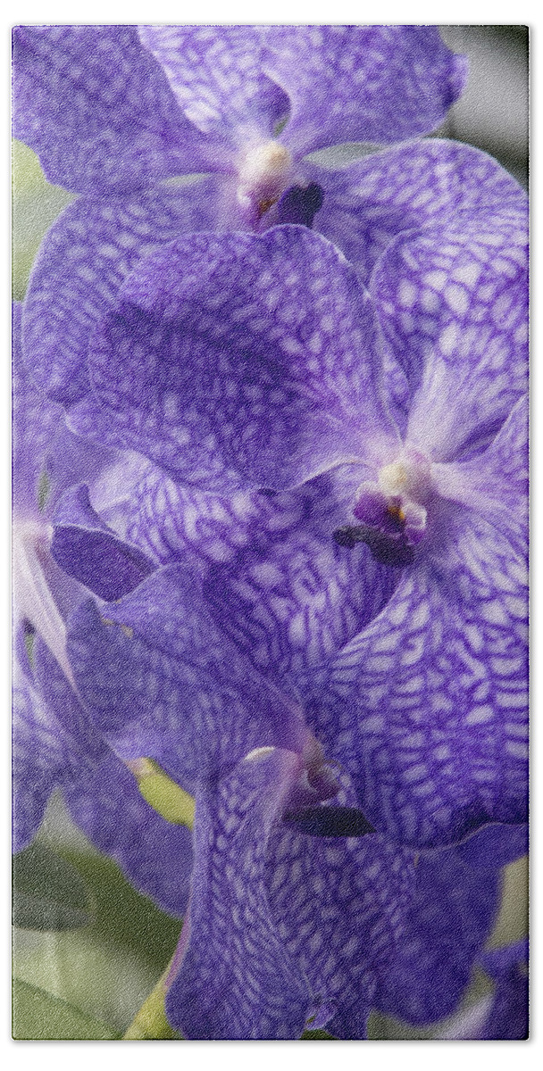 Orchids Bath Towel featuring the photograph Purple orchids by Elena Perelman