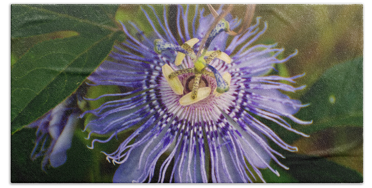 Flowers Bath Towel featuring the photograph Purple Passion flower by Flees Photos