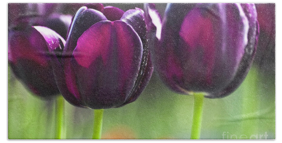 Tulip Bath Towel featuring the photograph Purple tulips by Heiko Koehrer-Wagner