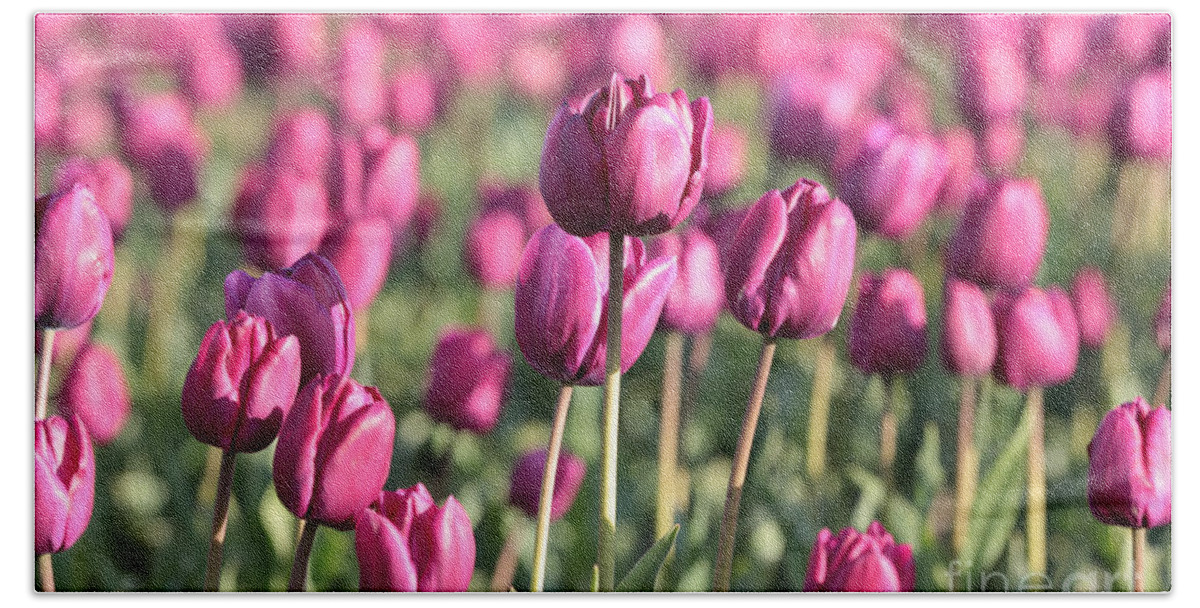 Tulip Bath Sheet featuring the photograph Purple Tulip Standouts by Carol Groenen