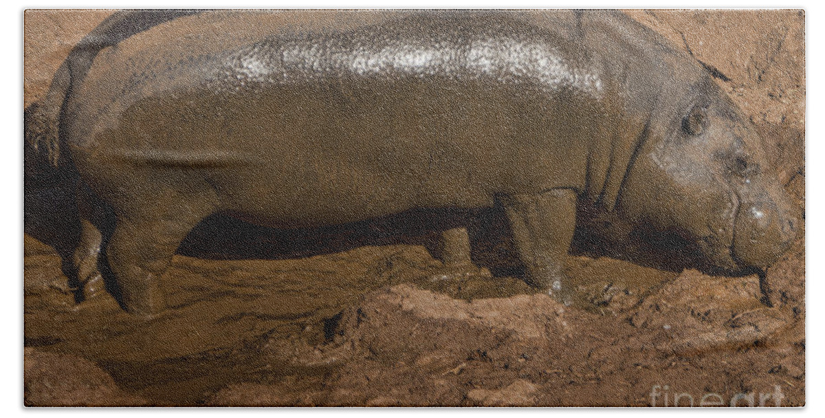 Pygmy Hippo Bath Towel featuring the photograph Pygmy Hippo by Douglas Barnard