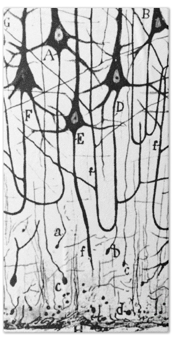 Ramon Y Cajal Bath Sheet featuring the photograph Pyramidal Cells Illustrated By Cajal by Science Source