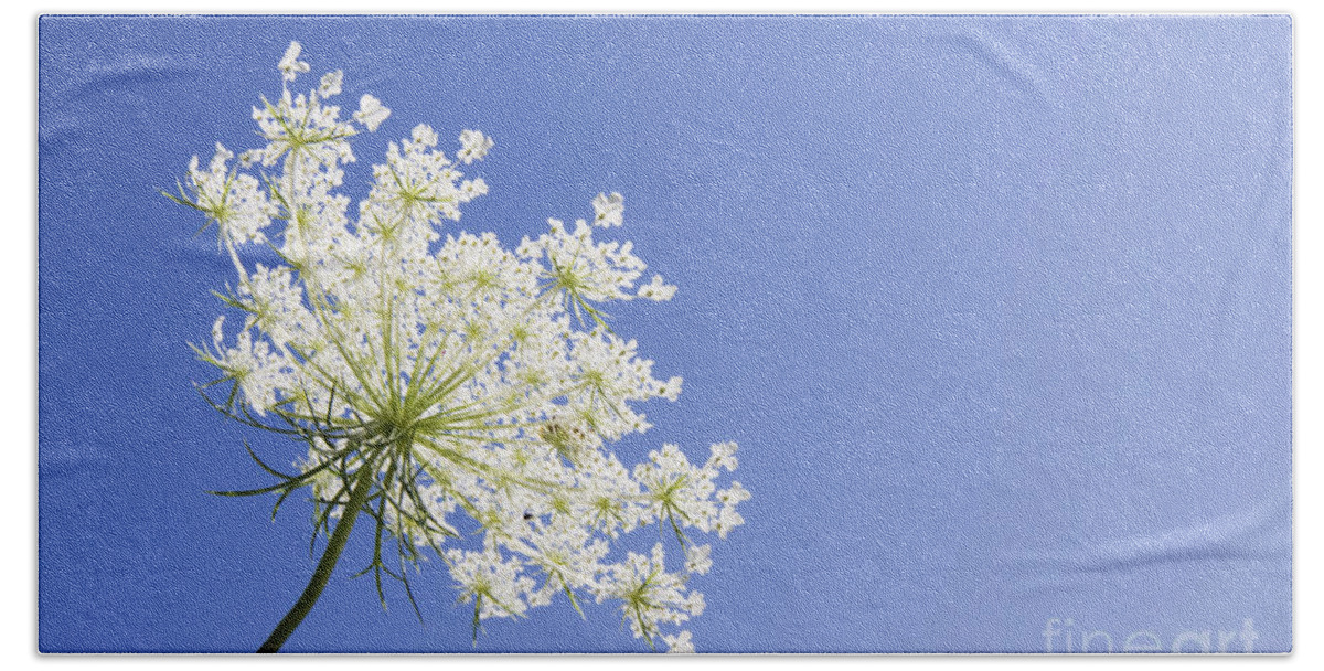 Queen Anne's Lace Bath Towel featuring the photograph Queen Anne's Lace by Patty Colabuono