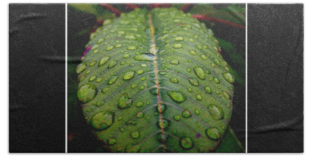 Leaf Bath Sheet featuring the photograph Quenched 2 by David Weeks