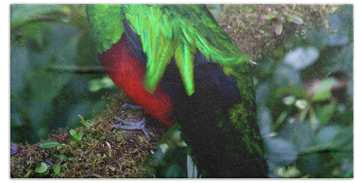 Bird Hand Towel featuring the photograph Quetzal by Heiko Koehrer-Wagner