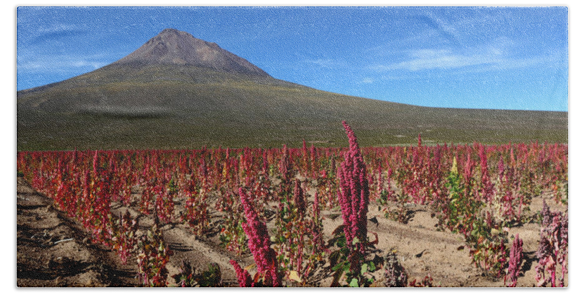 Quinoa Bath Towel featuring the photograph Quinoa Field Chile by James Brunker