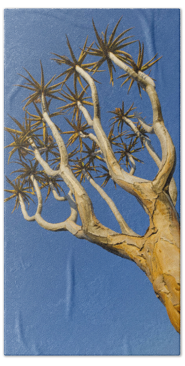 Vincent Grafhorst Bath Towel featuring the photograph Quiver Tree Keetmanshoop Namibia by Vincent Grafhorst