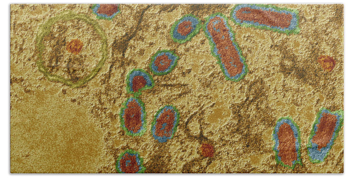 Rabies Bath Towel featuring the photograph Rabies Infected Cell by Eye of Science