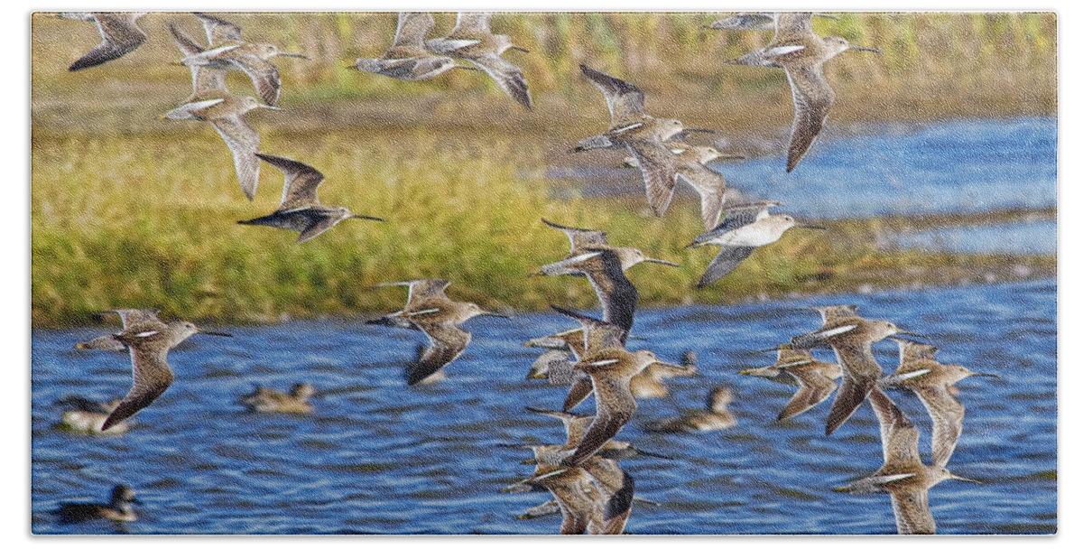 Flight Bath Towel featuring the photograph Racing Stripes by Gary Holmes