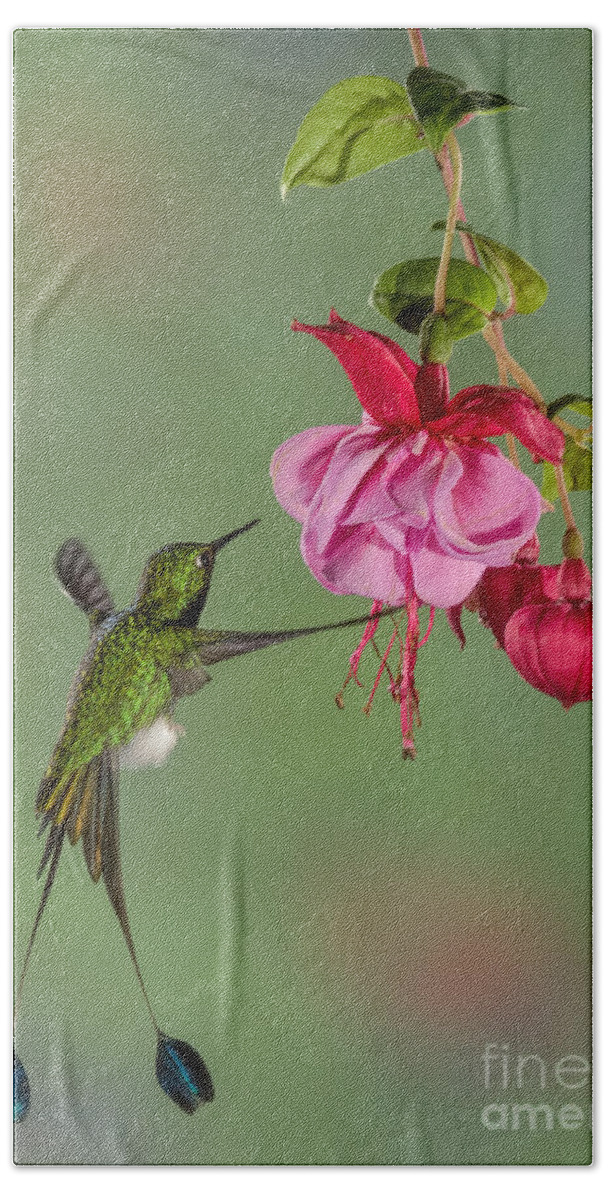 Andies Bath Towel featuring the photograph Rackettail Hummingbird Approach by Jerry Fornarotto