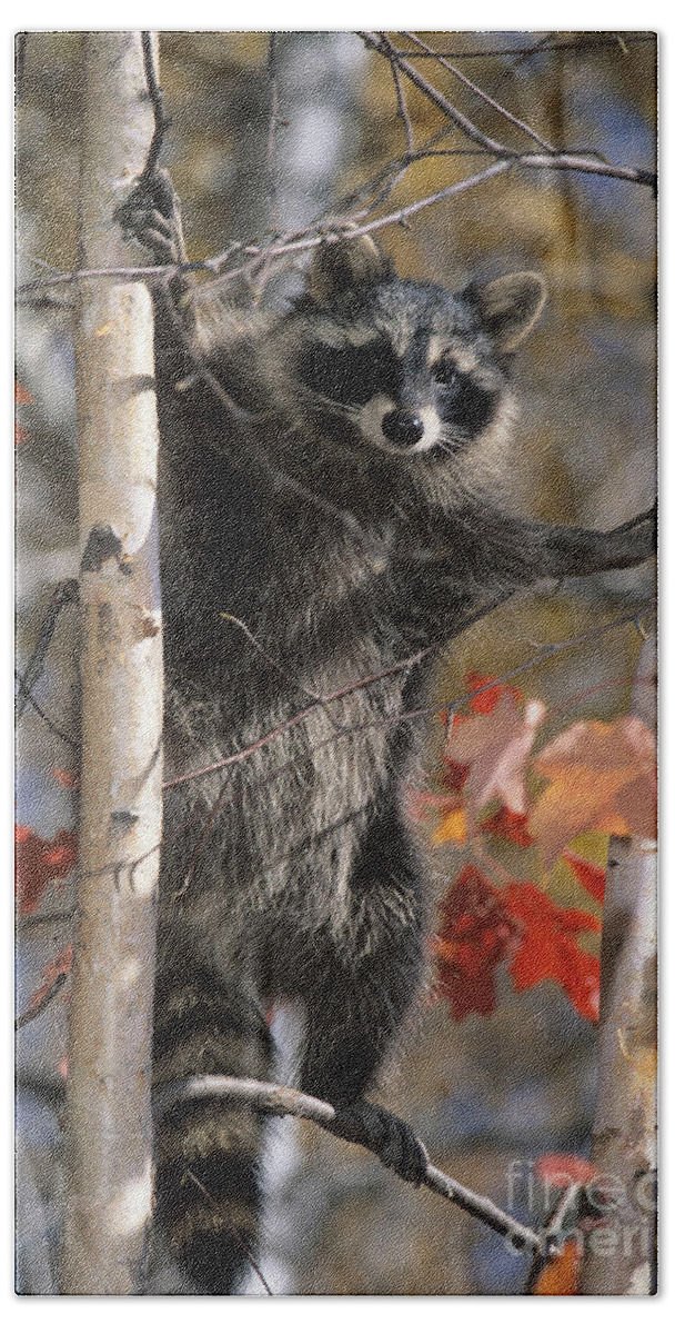 Racoon Hand Towel featuring the photograph Racoon in Tree by Chris Scroggins