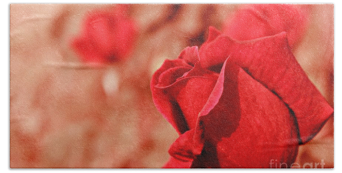 Roses Bath Towel featuring the photograph Radiant Rose by Clare Bevan