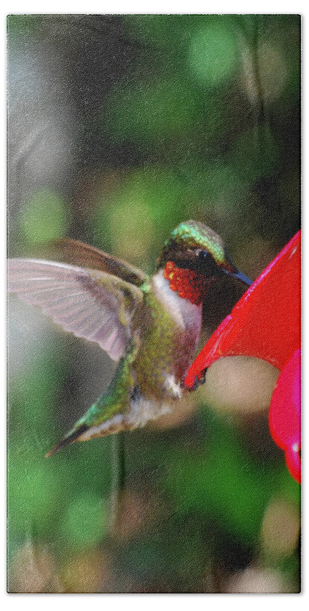 Hummingbird Hand Towel featuring the photograph Radiant Ruby by Lori Tambakis