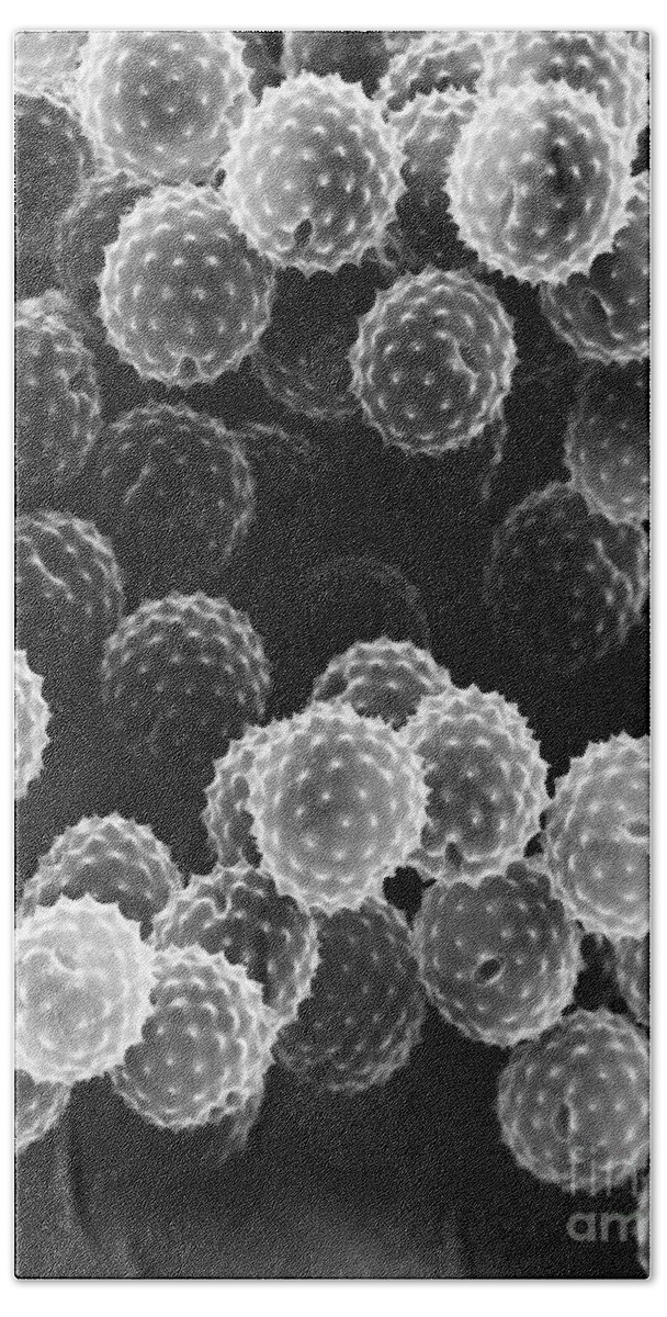 Science Bath Towel featuring the photograph Ragweed Pollen Sem by David M. Phillips / The Population Council