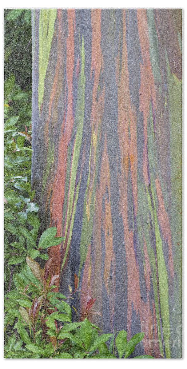 Hawaii Bath Towel featuring the photograph Rainbow Eucalyptus by Bryan Keil