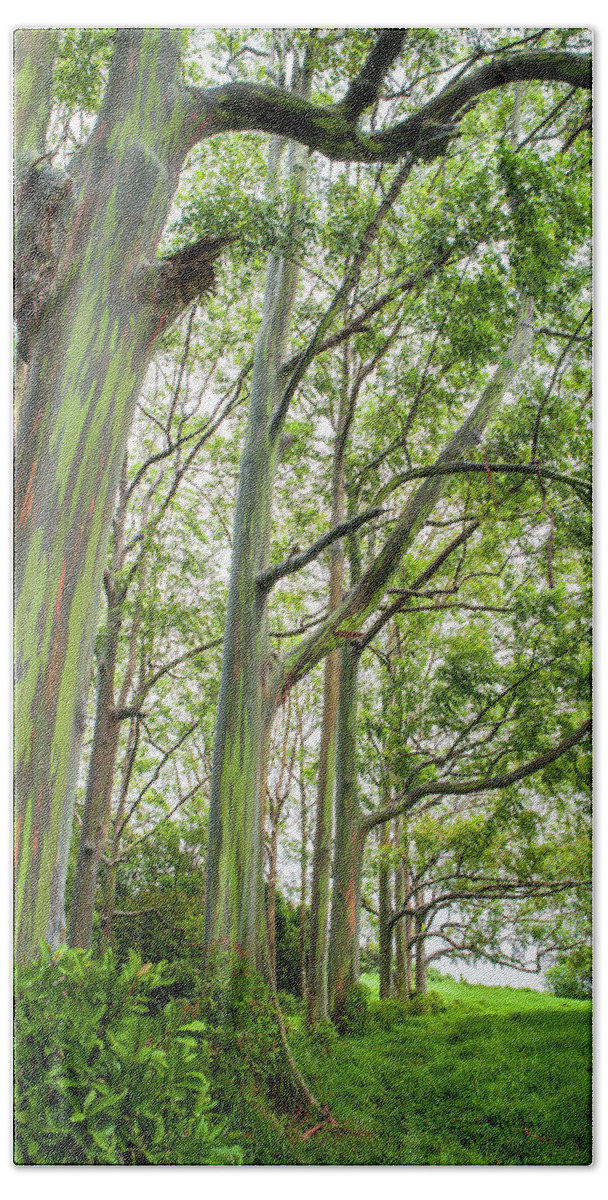 Forest Hand Towel featuring the photograph Rainbow Eucalyptus Grove On The Island by Michael Okimoto
