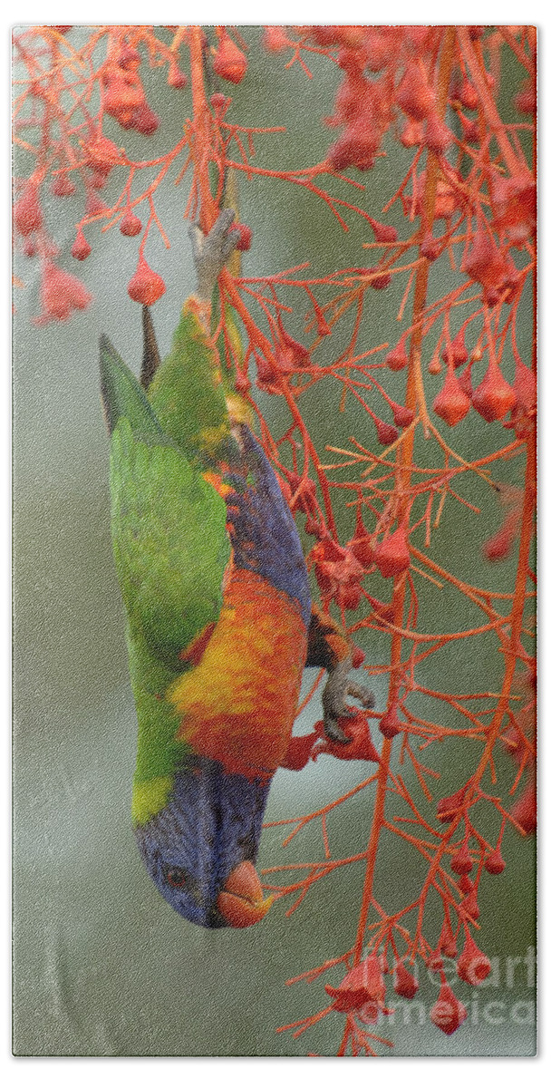 Birds Bath Towel featuring the photograph Rainbow Lorikeet by Bob Christopher