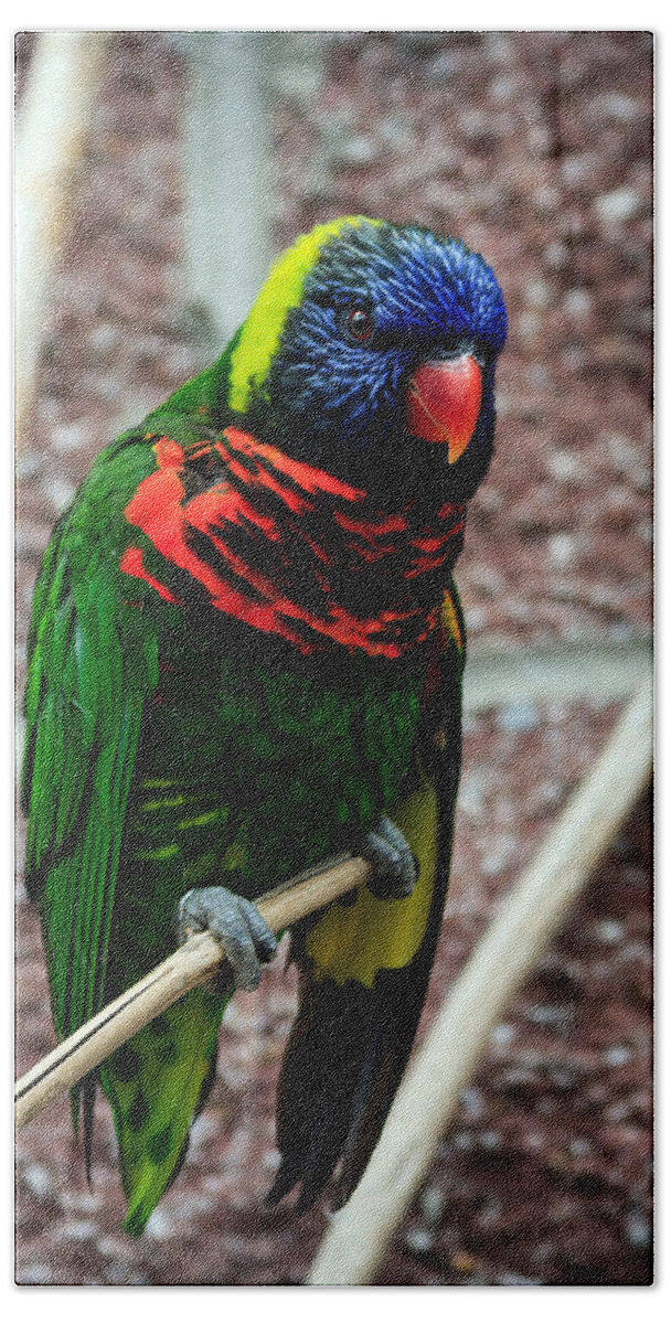 Rainbow Lory Hand Towel featuring the photograph Rainbow Lory Too by Sennie Pierson
