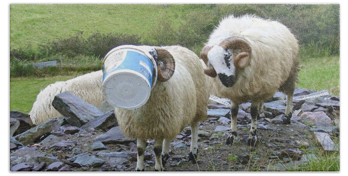 Sheep Hand Towel featuring the photograph Ram Tough by Norma Brock