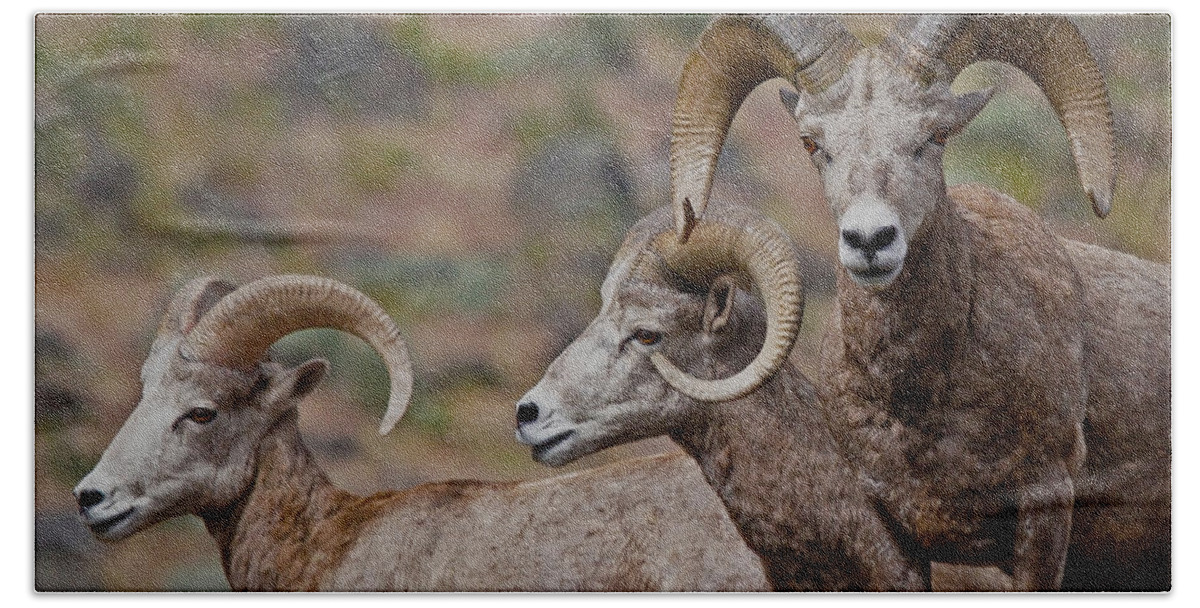 Bighorn Sheep Hand Towel featuring the photograph Rams In Three by Athena Mckinzie