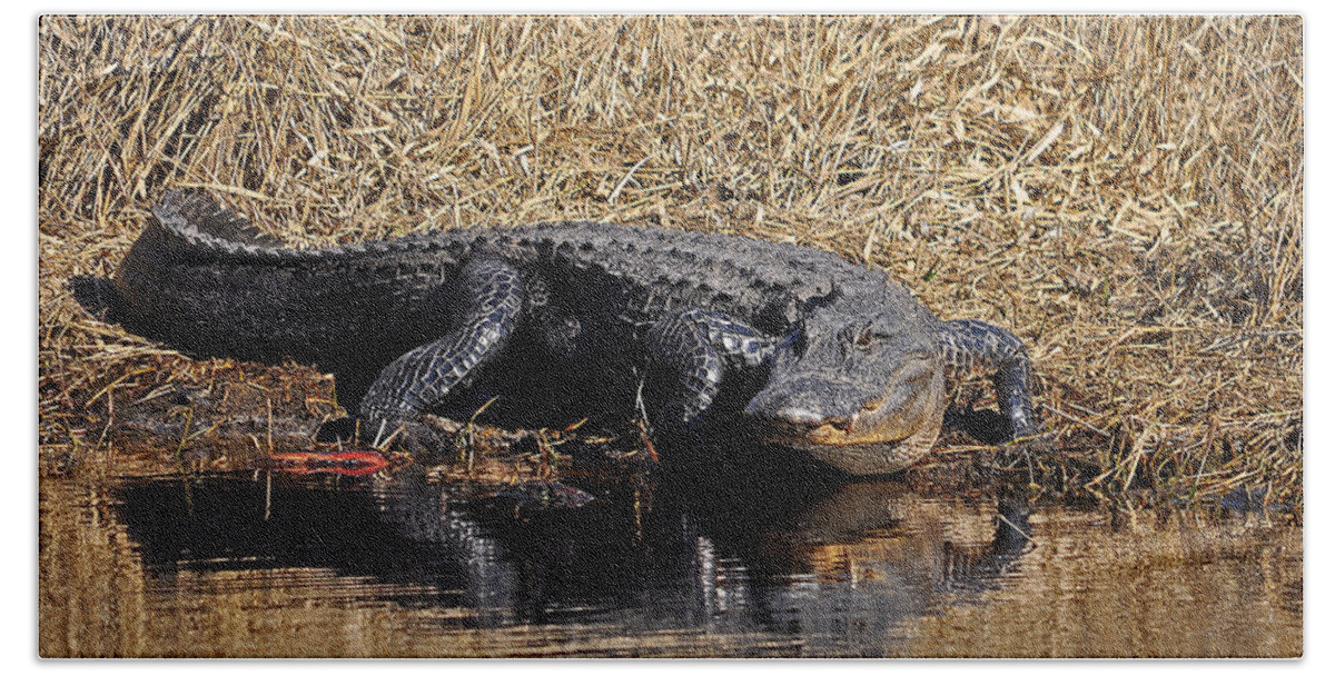 Alligator Bath Towel featuring the photograph Ravenous Reptile by Al Powell Photography USA