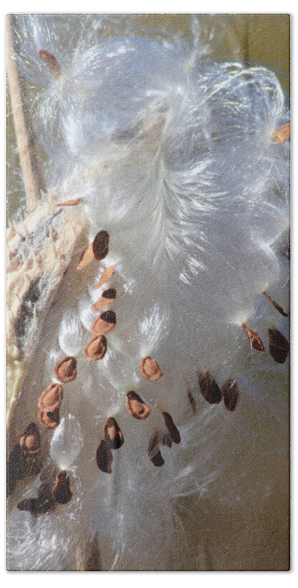 Milkweed Bath Towel featuring the photograph Ready To Fly by Shane Bechler