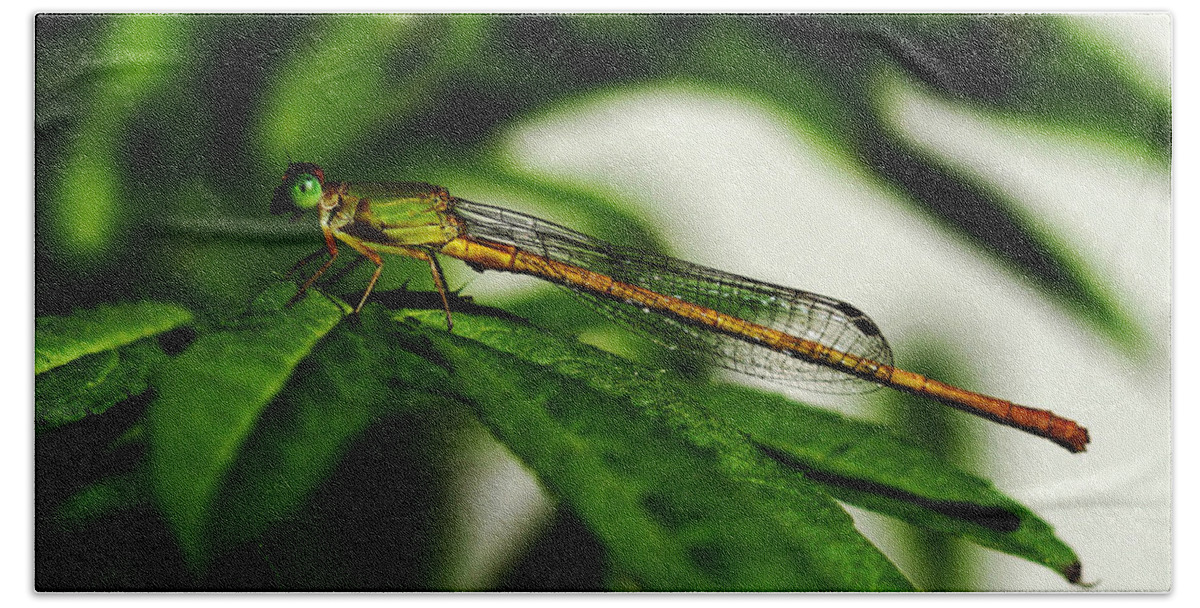 Green Bath Towel featuring the photograph Ready to Take Off - Damselfly by Ramabhadran Thirupattur