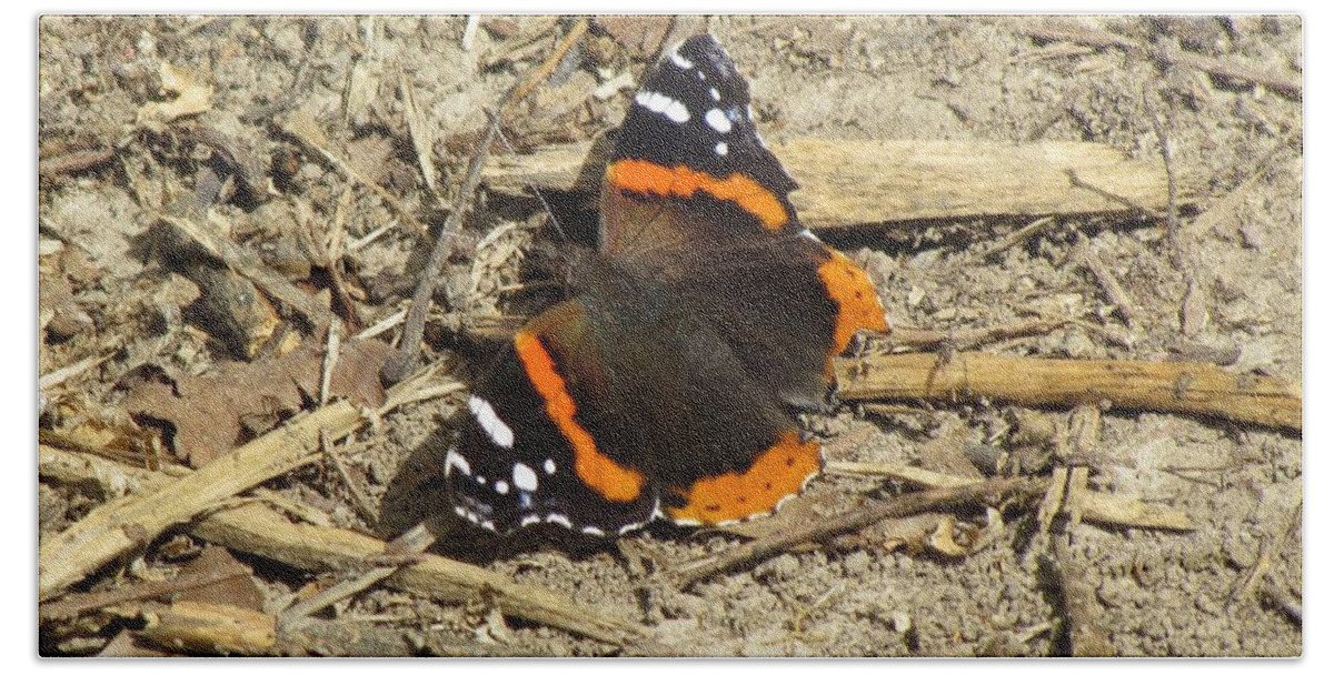 Butteriflies Bath Towel featuring the photograph Red Admiral by Eric Noa