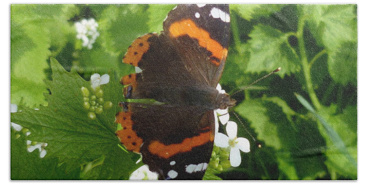 Insect Hand Towel featuring the photograph Red Admiral in Toronto by Lingfai Leung