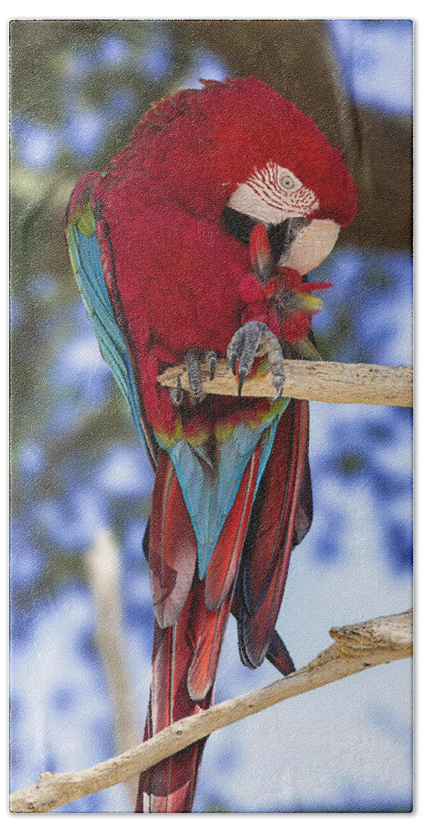 Bird Hand Towel featuring the photograph Red and Green Macaw by Bill and Linda Tiepelman
